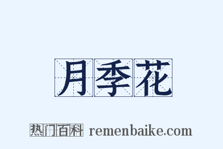 月季花是什么意思的图片